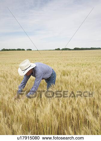 Stock Image - Farmer standing in wheat field. Fotosearch