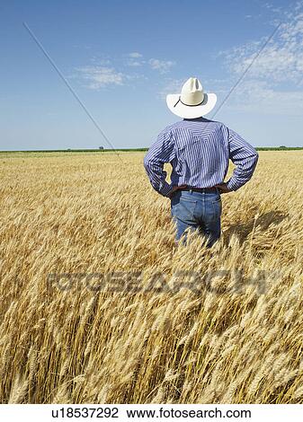 Farmer standing in wheat field View Large Photo Image Stock Image - Farmer standing in wheat field. Fotosearch