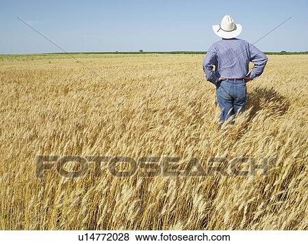 Farmer standing in wheat field View Large Photo Image Stock Photo - Farmer standing in wheat field. Fotosearch