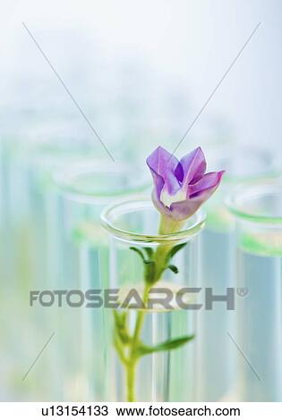 Flower in test tube View Large Photo Image Stock Image - Flower in test tube. Fotosearch