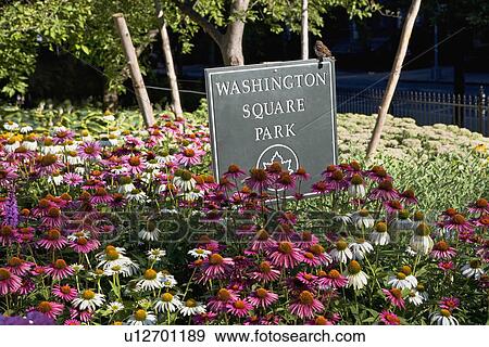 Stock Photo - Flowers in Washington Square Park. Fotosearch
