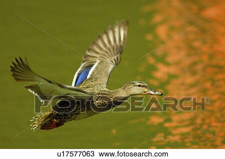 Flying mallard duck View Large Photo Image Stock Image - Flying mallard duck. Fotosearch