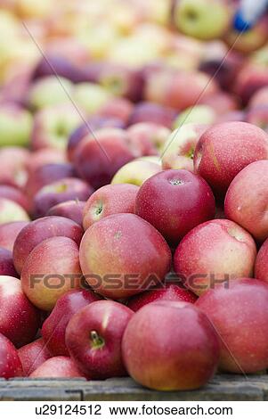 Fresh apples View Large Photo Image Stock Image - Fresh apples. Fotosearch