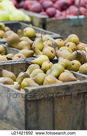 Fresh pears in wooden crates View Large Photo Image Stock Image - Fresh pears in wooden crates. Fotosearch