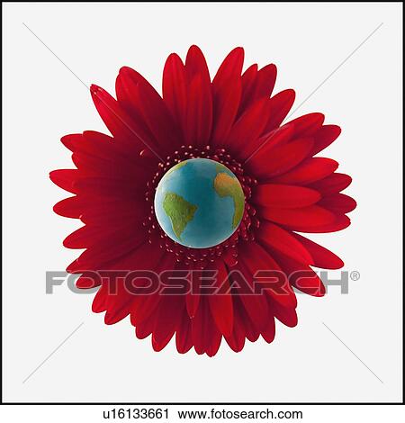 Stock Image - Globe in center of red gerbera daisy. Fotosearch
