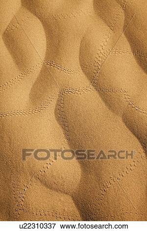 Stock Photo - Insect tracks in desert sand. Fotosearch
