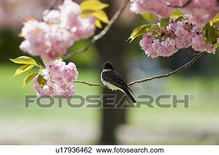 Kingbird perched on cherry tree branch View Large Photo Image Stock Image - Kingbird perched on cherry tree branch. Fotosearch