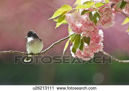 Stock Image - Kingbird perched on cherry tree branch. Fotosearch