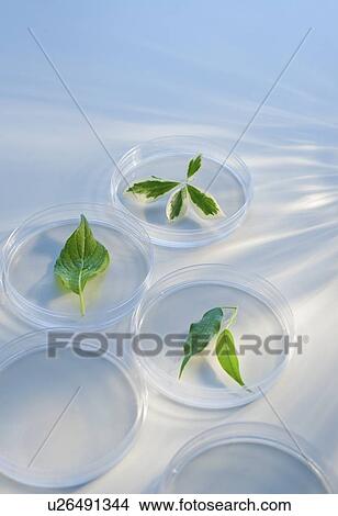 Picture - Leaves in Petri dishes. Fotosearch