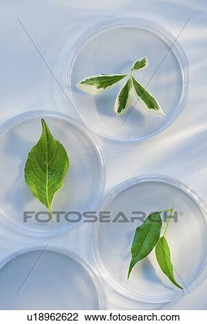Stock Image - Leaves in Petri dishes. Fotosearch