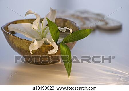 Lily in bowl of water View Large Photo Image Stock Image - Lily in bowl of water. Fotosearch