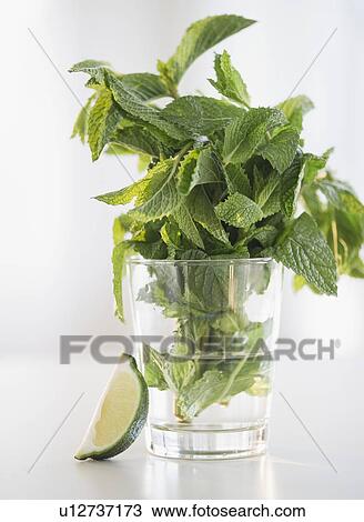 Stock Image - Mint in glass of water. Fotosearch