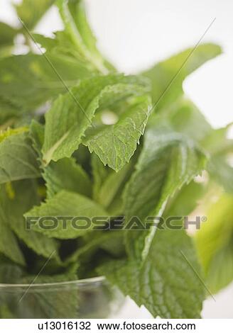 Stock Image - Mint leaves. Fotosearch