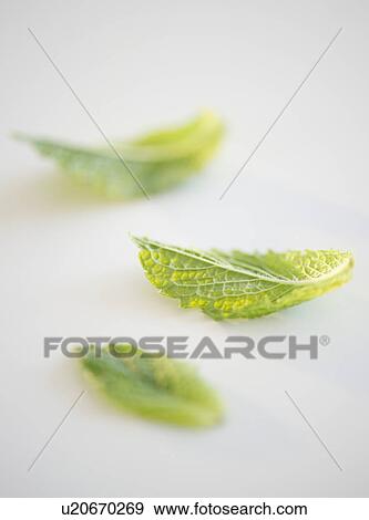 Mint leaves View Large Photo Image Stock Photo - Mint leaves. Fotosearch