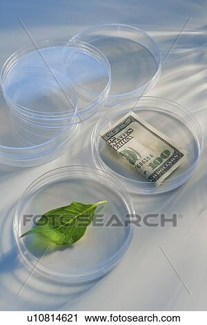 Stock Image - Money and leaf in Petri dish. Fotosearch