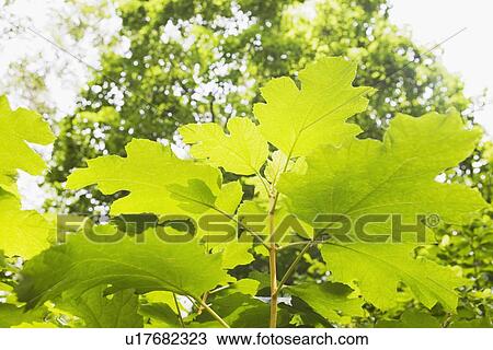 Oak leaf hydrangea View Large Photo Image Stock Image - Oak leaf hydrangea. Fotosearch