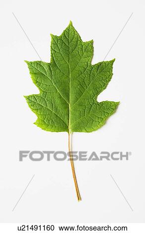 Stock Image - Oak leaf hydrangea. Fotosearch