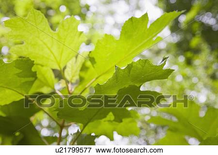 Stock Photo - Oak leaf hydrangea. Fotosearch