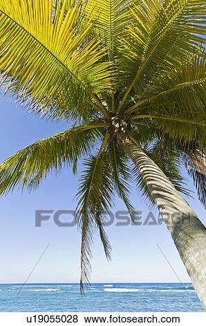 Stock Photo - Palm tree by the ocean. Fotosearch