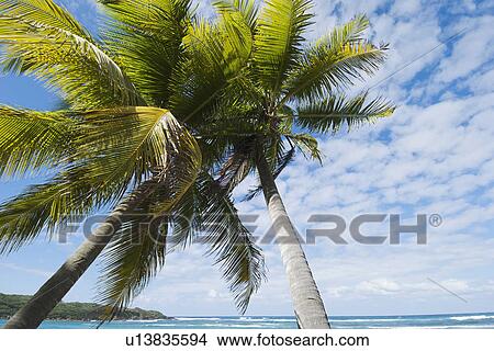 Picture - Palm trees by the ocean. Fotosearch