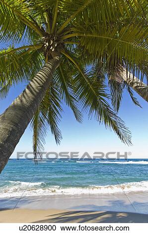 Stock Image - Palm trees on the beach. Fotosearch