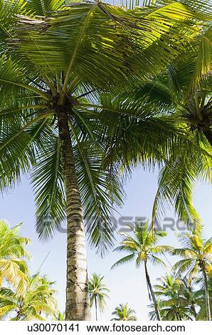 Stock Image - Palm trees. Fotosearch
