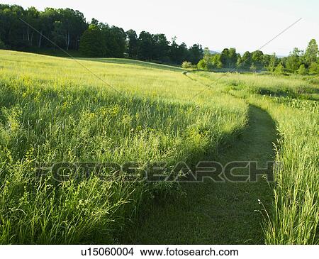 Picture - Path mowed through pasture. Fotosearch