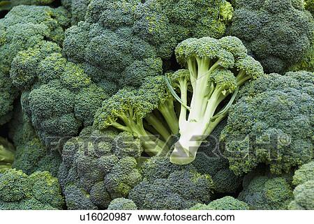 Stock Photo - Pile of broccoli. Fotosearch