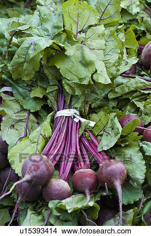 Pile of fresh beets View Large Photo Image Picture - Pile of fresh beets. Fotosearch