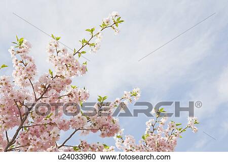 Stock Image - Pink cherry tree blossoms. Fotosearch