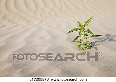 Stock Photograph - Plant growing in desert sand. Fotosearch