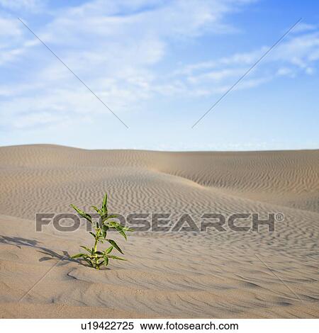 Stock Photography - Plant growing in desert sand. Fotosearch