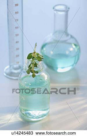 Plant in vial View Large Photo Image Stock Image - Plant in vial. Fotosearch