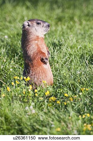 Stock Image - Prairie dog standing on his hind legs. Fotosearch