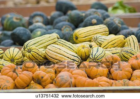 Pumpkins and squash on display at farmer's market View Large Photo Image Stock Image - Pumpkins and squash on display at farmer's market. Fotosearch