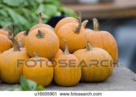 Pumpkins on display at farmer's market View Large Photo Image Stock Image - Pumpkins on display at farmer's market. Fotosearch