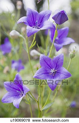 Purple balloon flower View Large Photo Image Stock Photo - Purple balloon flower. Fotosearch