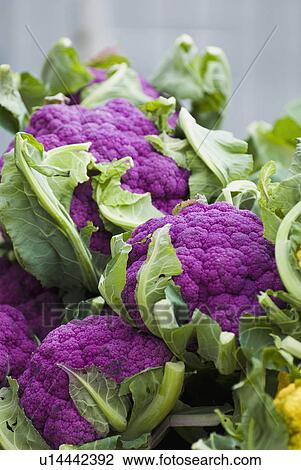 Stock Image - Purple cauliflower. Fotosearch