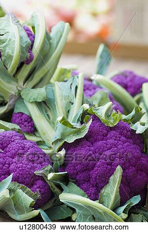 Stock Photo - Purple cauliflower. Fotosearch