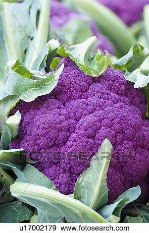 Stock Photo - Purple cauliflower. Fotosearch
