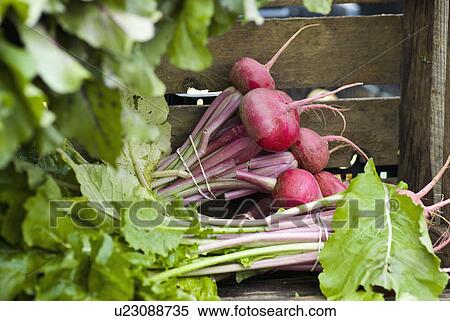 Stock Photography - Radishes in crate. Fotosearch