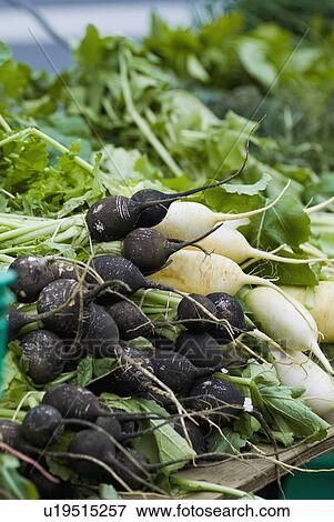 Radishes on display at farmer's market View Large Photo Image Stock Photo - Radishes on display at farmer's market. Fotosearch