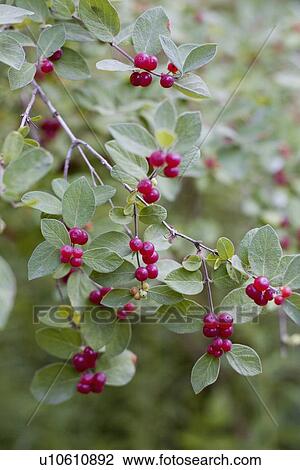 Red berries on wild plant View Large Photo Image Stock Image - Red berries on wild plant. Fotosearch