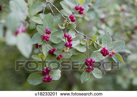Stock Image - Red berries on wild plant. Fotosearch