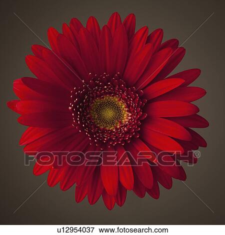 Red gerbera daisy View Large Photo Image Stock Photo - Red gerbera daisy. Fotosearch