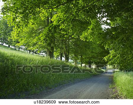 Rural road View Large Photo Image Stock Photo - Rural road. Fotosearch