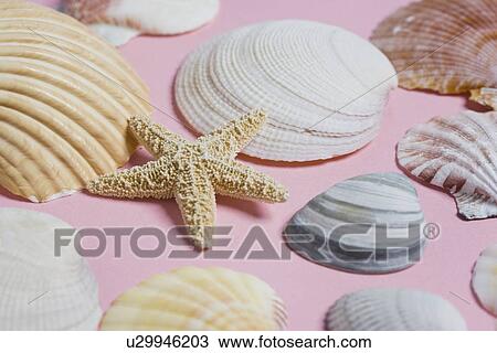 Sea shells View Large Photo Image Stock Image - Sea shells. Fotosearch