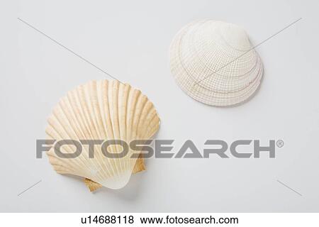 Stock Photo - Sea shells. Fotosearch