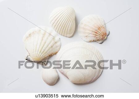 Sea shells View Large Photo Image Stock Photography - Sea shells. Fotosearch