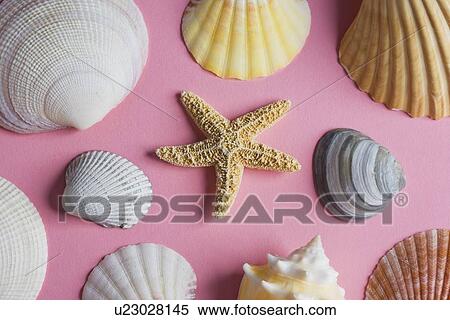Stock Photography - Sea shells. Fotosearch